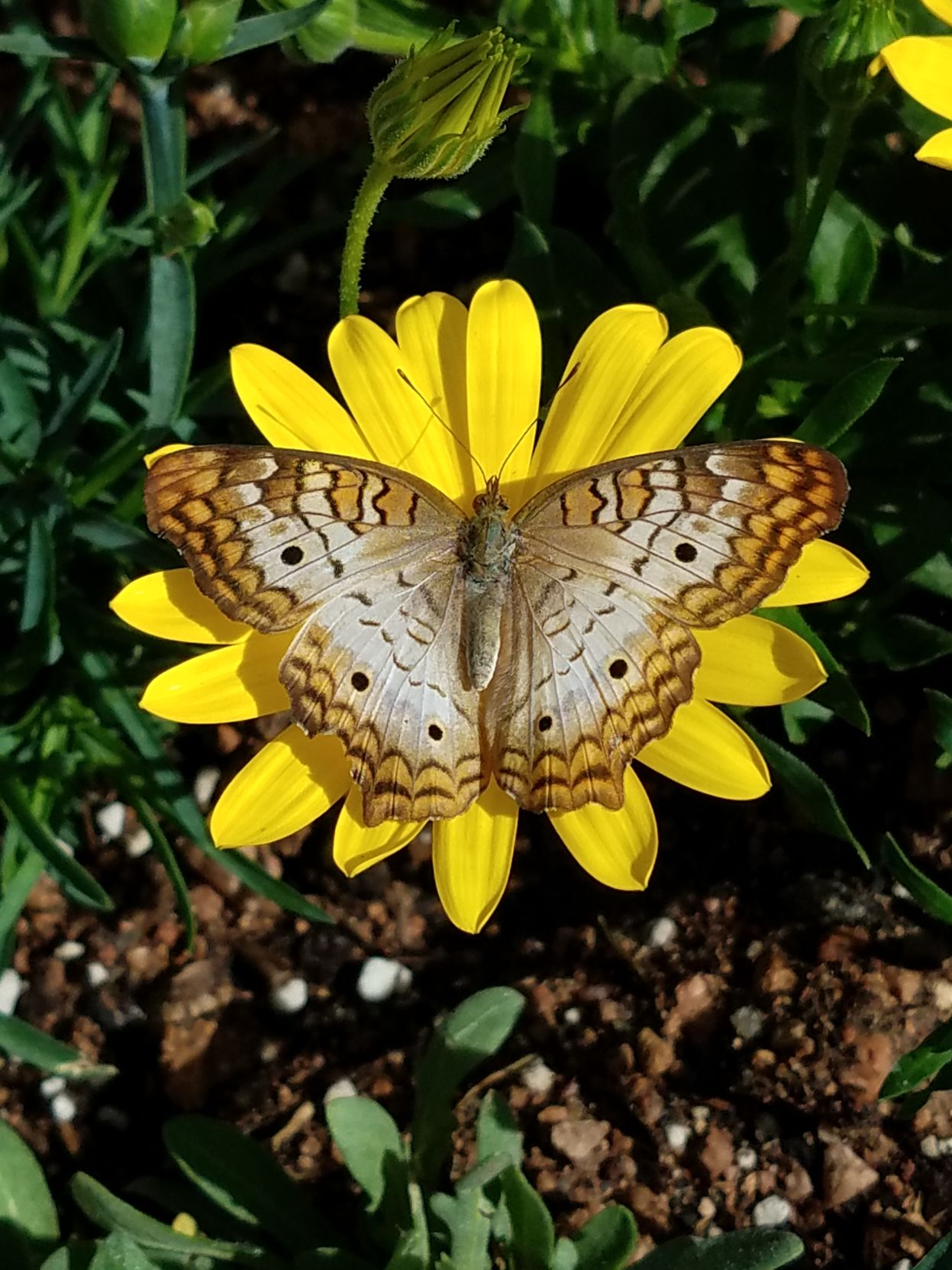 Botanical Garden